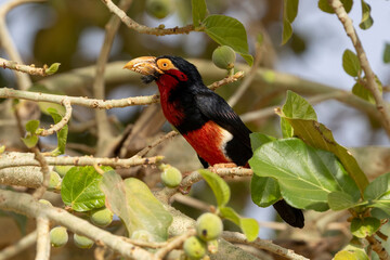 Ein Senegal Furchenschnabel-Bartvogel in einer Feige sitzend in der Seitenansicht