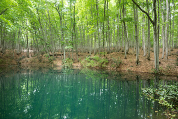 Fototapeta premium ブナ林と池の風景