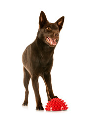 Australian Kelpie in studio