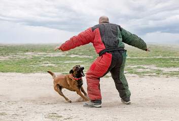 training of belgian shepherd