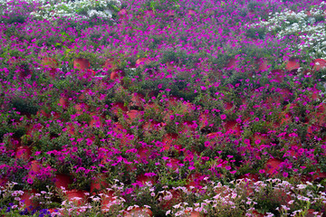 Beautiful flower in winter season 