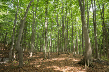 ブナ林の風景