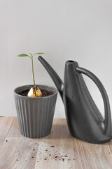 Avocado sprout with green young leaves in a gray ceramic pot and black watering can. Growing avocado tree from seed.