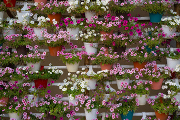 Beautiful flower in winter season 