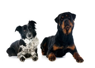  border collie and rottweiler in studio