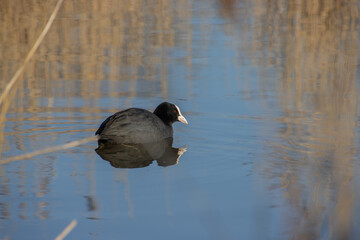 European coot swimming on a lake