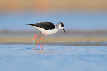 Black winged stilt looking for food in the pond (Himantopus himantopus)