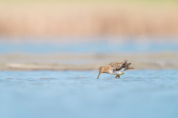 The common snipe looking for food (Gallinago gallinago)
