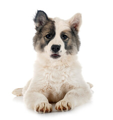 young Yakutian Laika
