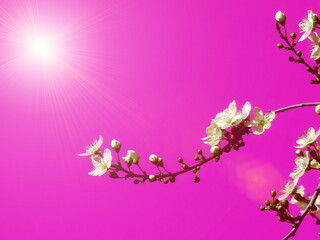 Fototapeta na wymiar spring flowers in blue sky background almonds almond tree