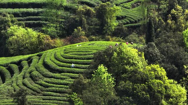 Aerial view of spring green tea field in the mountain, farmers picking tea bud in the terrace at sichuan China