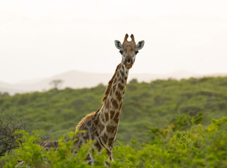 Giraffe im Naturreservat im Hluhluwe Nationalpark Südafrika
