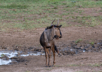 gnu im Naturreservat Hluhluwe Nationalpark Südafrika 