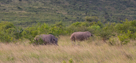 Fototapeta premium Nashorn im Naturreservat Hluhluwe Nationalpark Südafrika