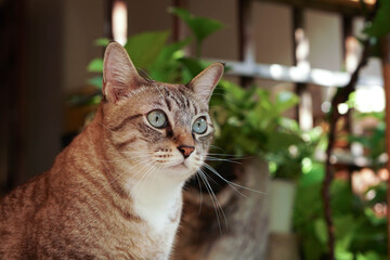 Obraz premium The orange cat is interested in something.