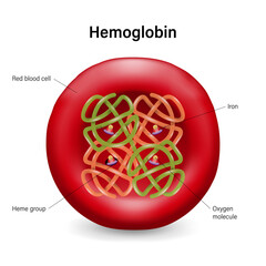 The structure of hemoglobin in red blood cells. Heme groups, α and β subunits, ron atoms and oxygen molecule.