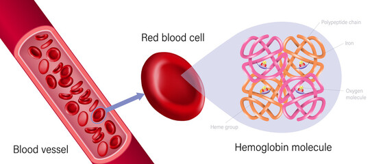 Blood vessel, red blood cell and hemoglobin. Heme groups, α and β subunits, ron atoms and oxygen molecule. - obrazy, fototapety, plakaty
