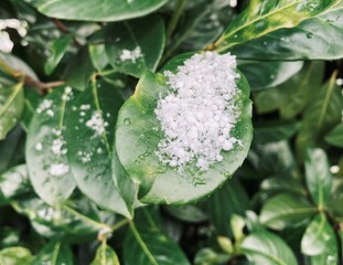 green cherry laurel leaves covered with snow and frost