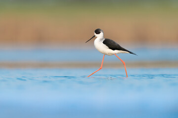 Wrapped in the colors of sunrise, the Black winged stilt (Himantopus himantopus)