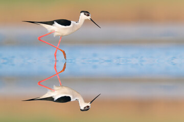 Black winged stilt at sunrise (Himantopus himantopus)