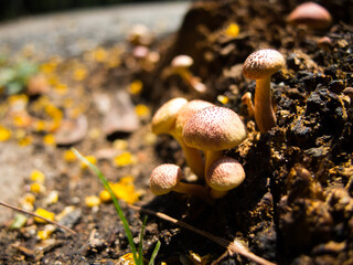 A bunch of tiny round mushroom close up with selective focus.