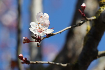 Cherry blossoms in Izmit, Turkey