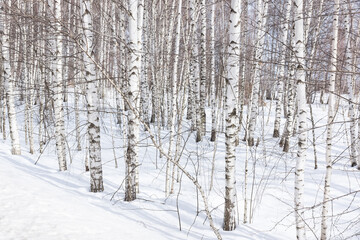 Young birches with black and white birch bark in winter in birch grove against background of other birches