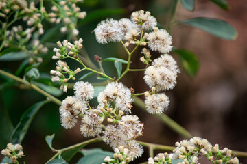 Les graines de pissenlits blancs dans un jardin 