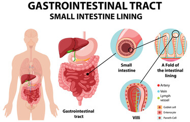 Obraz premium Diagram showing gastrointestinal tract