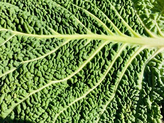 the curly green leaf of a savoy cabbage with the veins in closeup