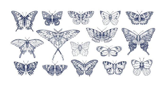 Butterflies in vintage style set. Outlined sketches of flying insects, moths species collection. Retro detailed line drawings. Engraved hand-drawn vector illustrations isolated on white background