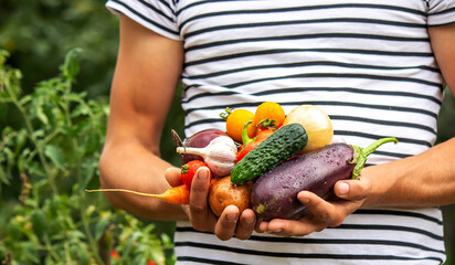organic vegetables. Farmers hands with freshly picked vegetables.