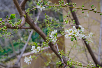 macro blooming tree in spring. beautiful springtime natural background. small blossoming leaves and flowers with shallow focus