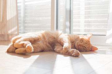 cute cat staying in front of the window