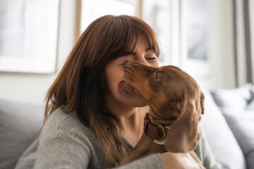 Small dog Dachshund licking kissing girl