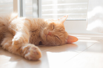 cute cat staying in front of the window
