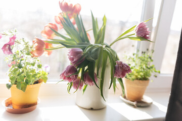 Bouquet of purple tulips standing at the window in a white metal jar 