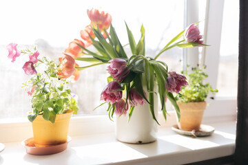 Naklejka na ściany i meble Bouquet of purple tulips standing at the window in a white metal jar 