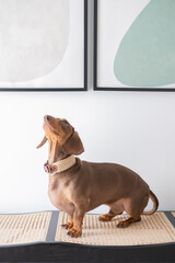 Small Dachshund dog at home with background pictures