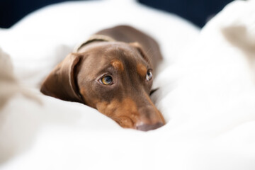 Small Dachshund dog on bed with blue background