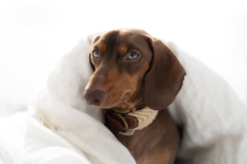 Small Dachshund dog on the bed