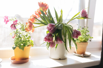 Naklejka na ściany i meble Bouquet of purple tulips standing at the window in a white metal jar 