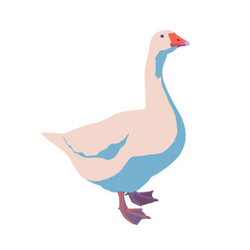 Goose Vector Illustration Isolated On White Background