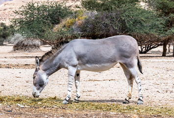 Obraz na płótnie Canvas Somali wild donkey (Equus africanus) in nature reserve of the Middle East. This species is extremely rare both in nature and in captivity