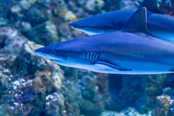 Two Blacktip Reef Sharks Swimming through Reef, Australia