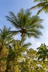 Coconut Palm Tree rises to the Blue Summer Sky, Daintree, Australia