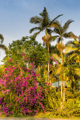 Small Hut hidden in the Rainforest with Palms and Pink Weigela Flower, Daintree, Australia