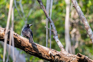 Black Butcherbird (Melloria quoyi) Sitting on Branch in Rainforest, Queensland, Australia