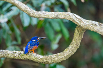 Azure Kingfisher Sitting on Branch in Rainforest, Queensland, Australia