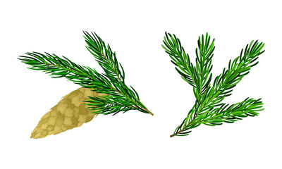 Christmas tree branches with pine cone set cartoon vector illustration